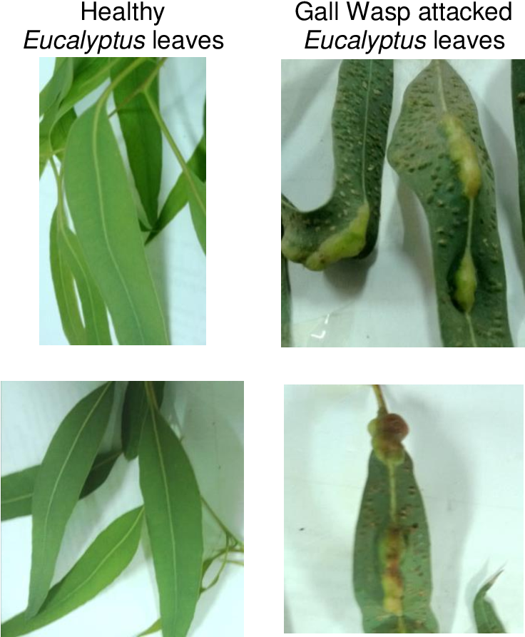 Eucalyptus Camaldulensis Leaves - Leptocybe Invasa (755x902), Png Download