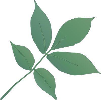 Ian Symbol Carya Ovata Leaves - Bay Laurel (400x397), Png Download