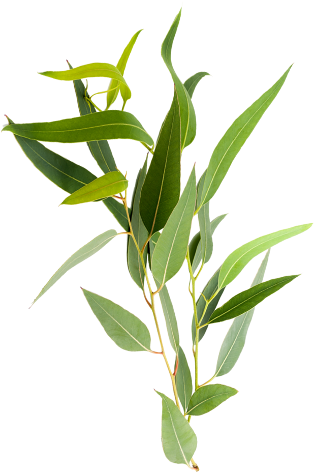 Arborcarbon Services (746x1071), Png Download