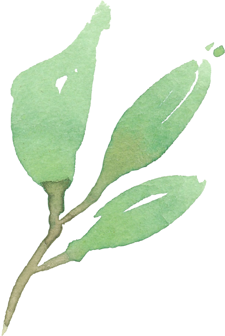 Green Leaves 04 - Leaf (789x1177), Png Download