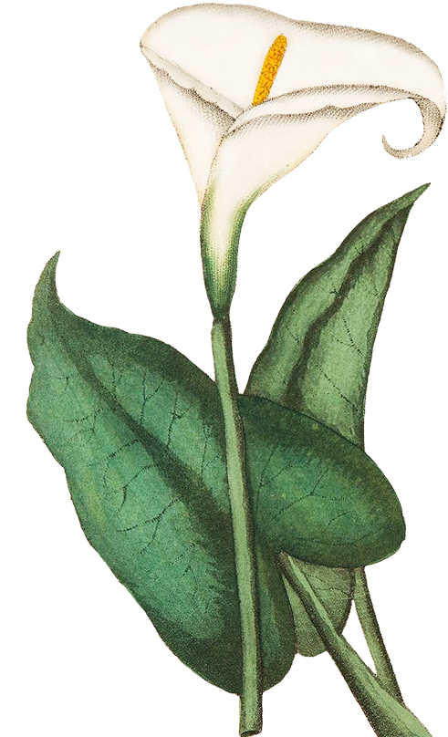 Blue Floral Clipart, Calla - Green Flowers In Transparent (570x886), Png Download