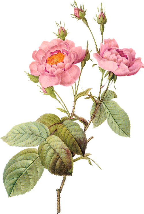 Flower Illustration By Pierre-joseph Redoute - Pierre Joseph Redoute Png (500x745), Png Download