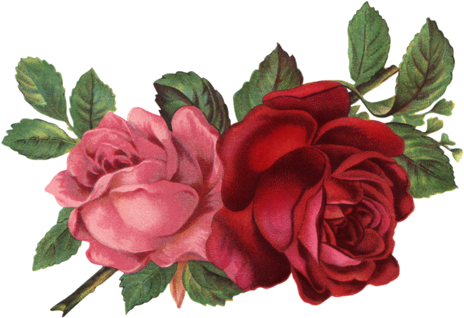 Vintage Flower Illustration Png - Old Rose Informant By Brent C Dickerson (699x489), Png Download