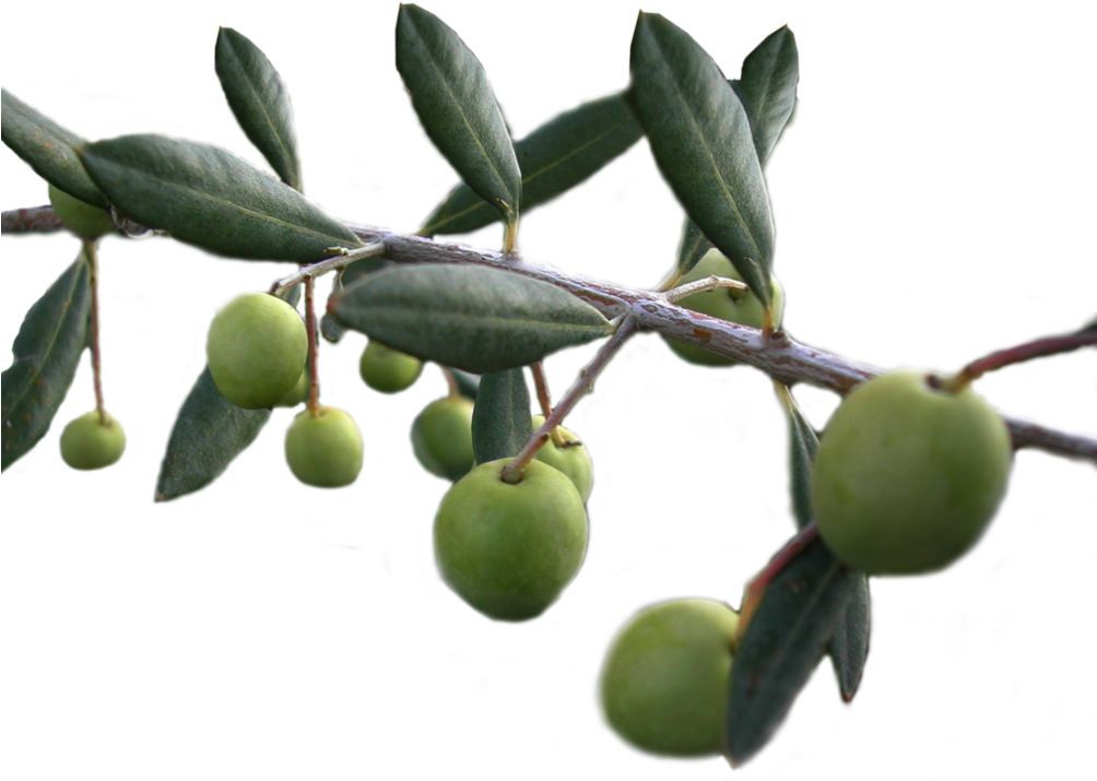 Olive Branch, V - Olive Png (1003x796), Png Download