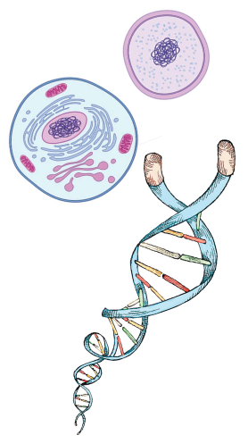 Vitaliv Telomere Photo (404x554), Png Download