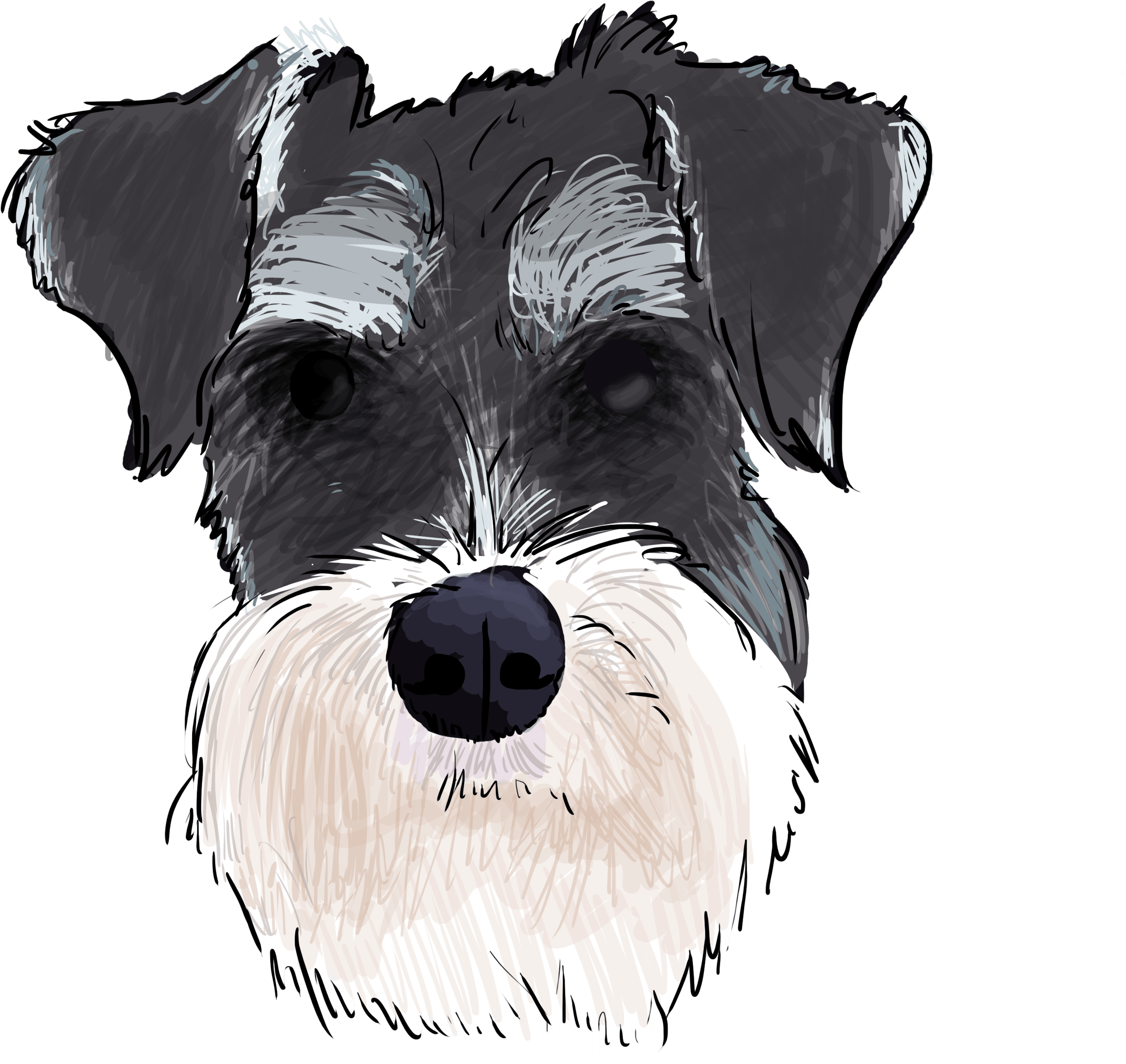 5 Why Are You A Schnauzer - Schnauzer Transparent (3000x3000), Png Download