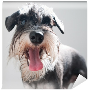 Miniature Schnauzer (400x400), Png Download