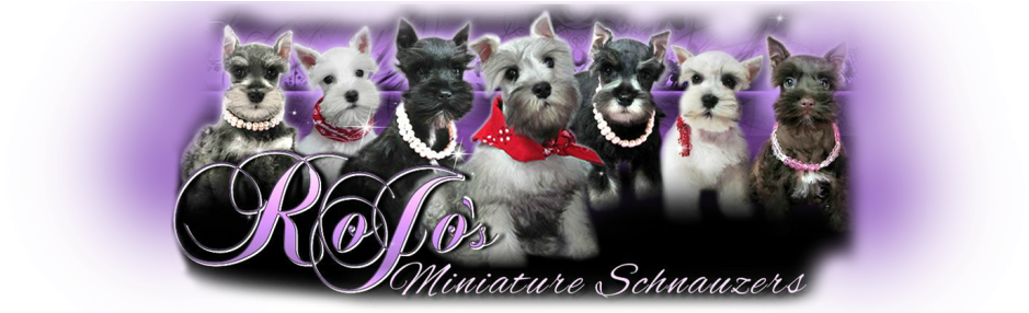 Image001 - Miniature Schnauzer (1024x285), Png Download