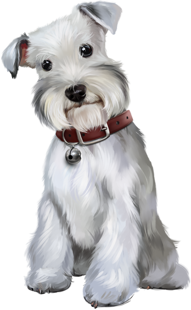 Фото, Автор Иришка-манюшка На Яндекс - Pintura De Schnauzer (380x615), Png Download