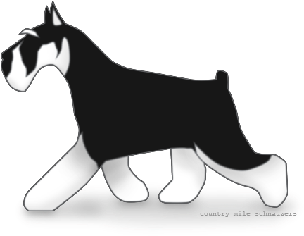 Picture - Standard Schnauzer (488x376), Png Download