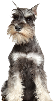 Recommended For Dog Breeds - Miniature Schnauzers. The Ultimate Miniature Or Mini (700x578), Png Download