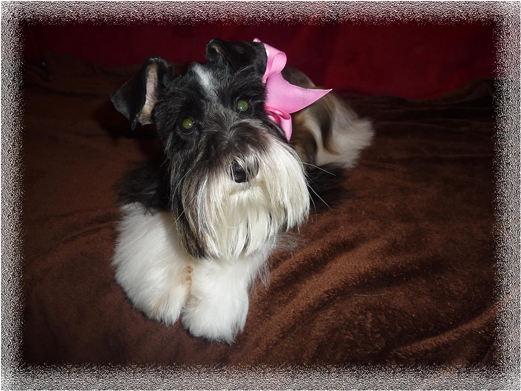 New Puppies Have Arrived - Schnauzer (1060x804), Png Download