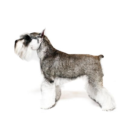 Miniature Schnauzer - Standard Schnauzer (460x460), Png Download
