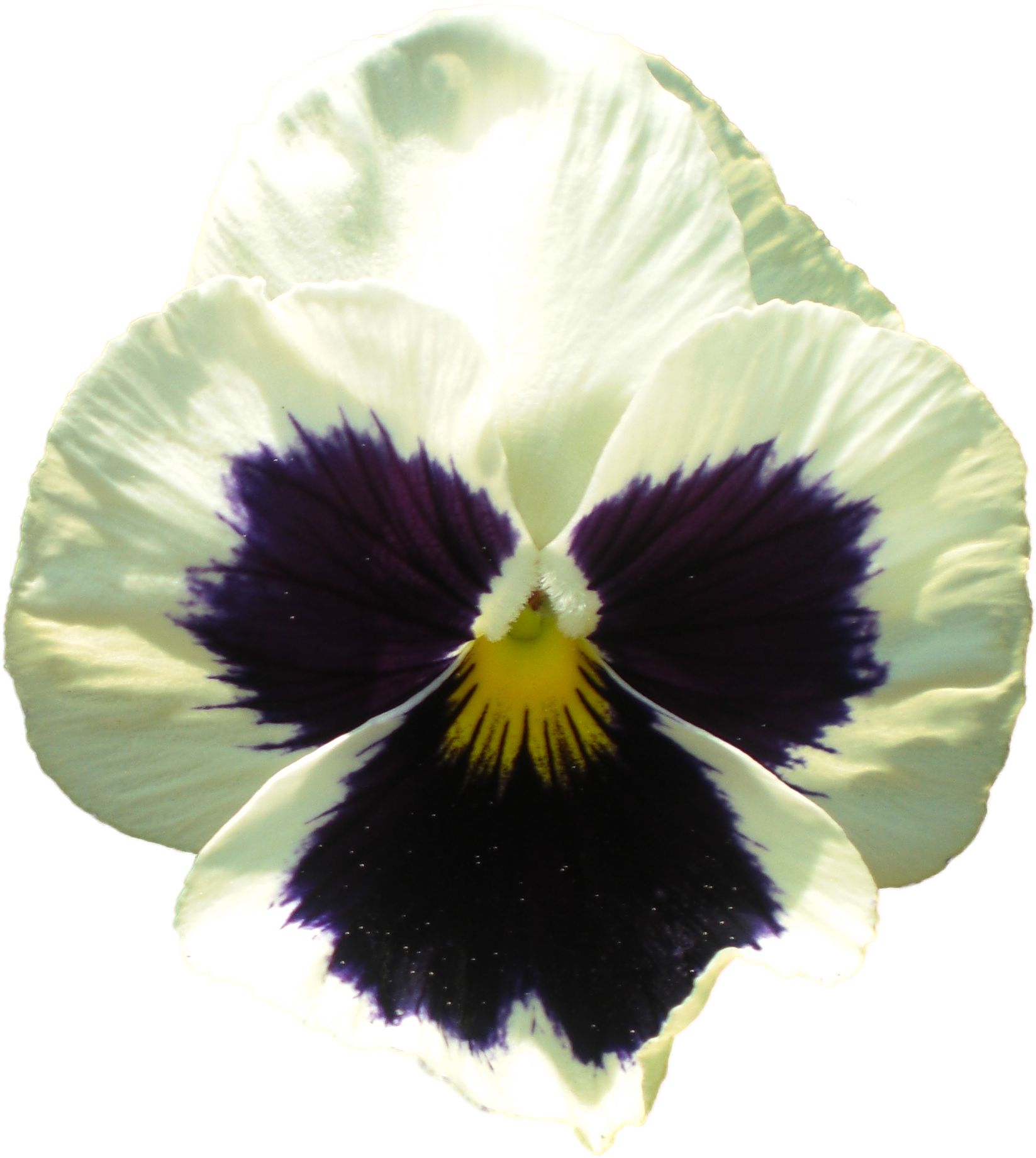 Pansy Flower 1 - Pansy (1747x1917), Png Download