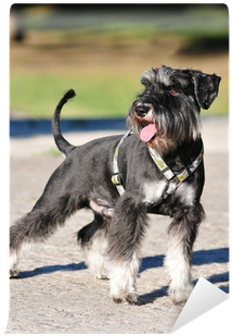 Zwergschnauzer Kaufen (400x400), Png Download
