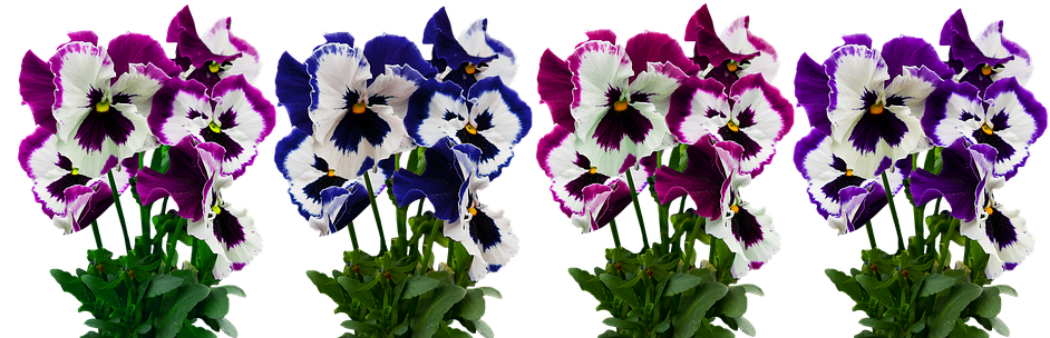 Flowers, Plant, Isolated, Pansy, Blossom, Bloom, Spring - Pansy Blossom (960x318), Png Download
