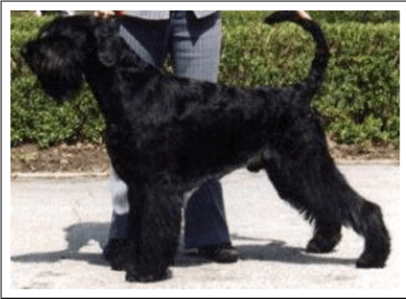 Welsh Terrier (800x800), Png Download