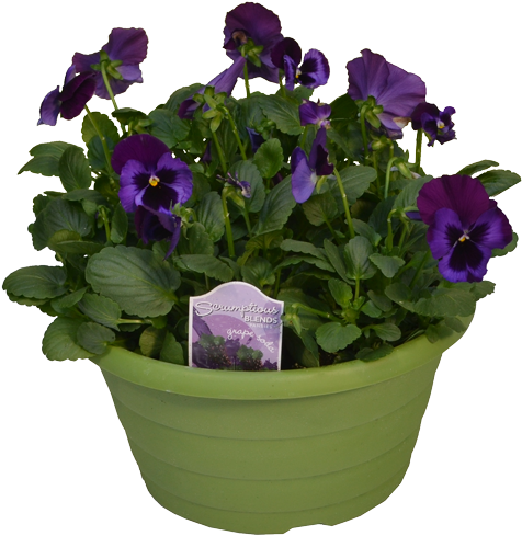 Scrumptious Pansies - Pansy (500x650), Png Download