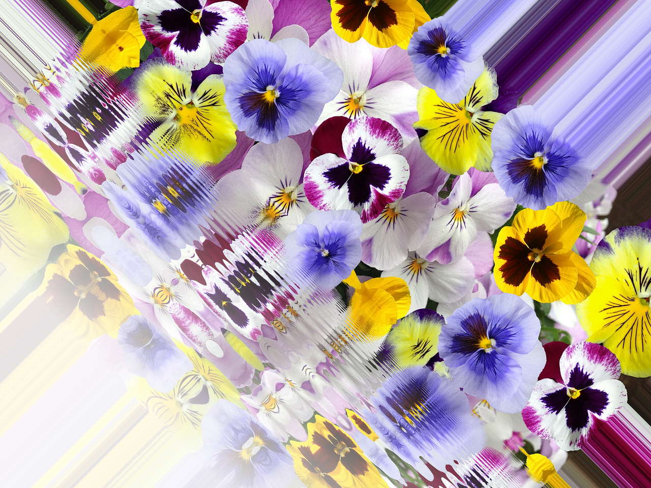 Pansy 400 500 Spring - Pansy (1280x960), Png Download