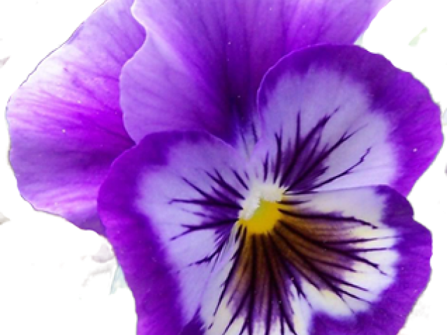Pansies Are Tough! 15" Laptop Sleeve (640x480), Png Download