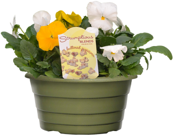 Scrumptious Pansies - Pansy (375x375), Png Download