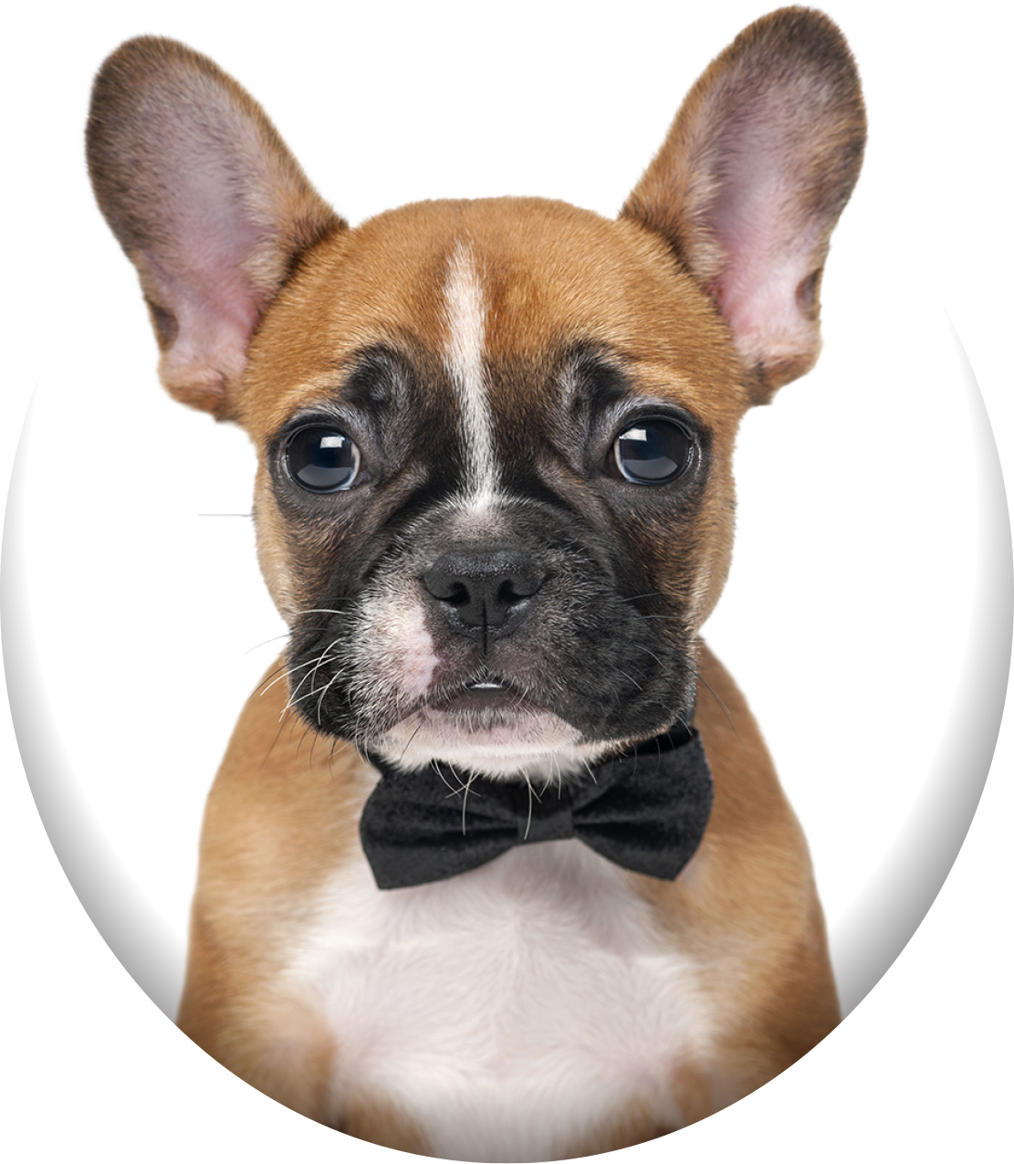 Barking Bubbles Mobile Pet Spa - French Bulldog In A Bow Tie (1111x1275), Png Download