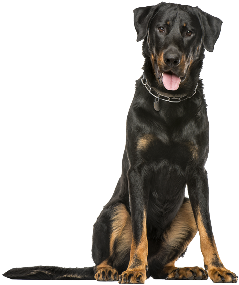 Beauceron Png (600x632), Png Download