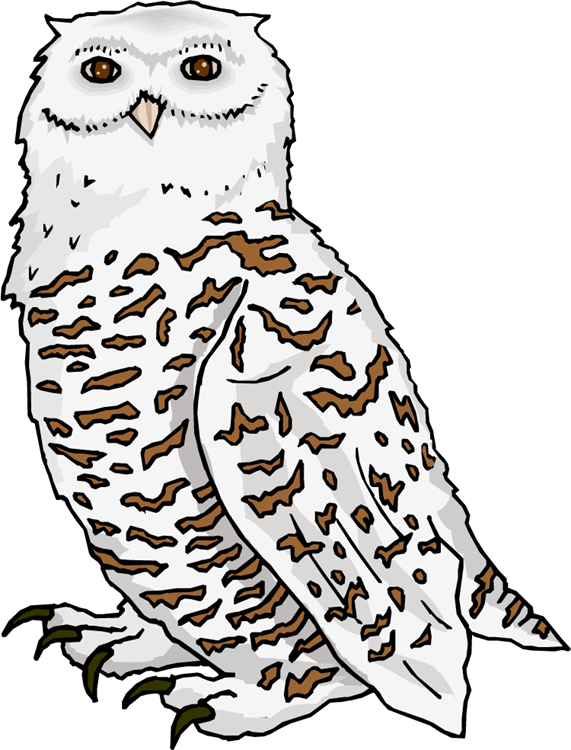 220 Snowy White Owl Stock Vector Illustration And Royalty - Snowy Owl Kids Sweatshirt (571x750), Png Download