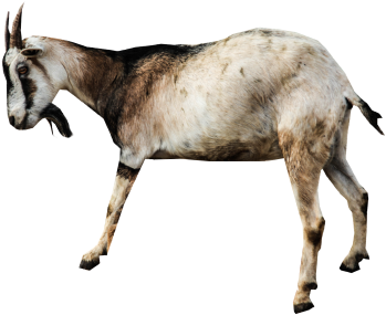 Animal Clip Art - Clip Art (480x320), Png Download
