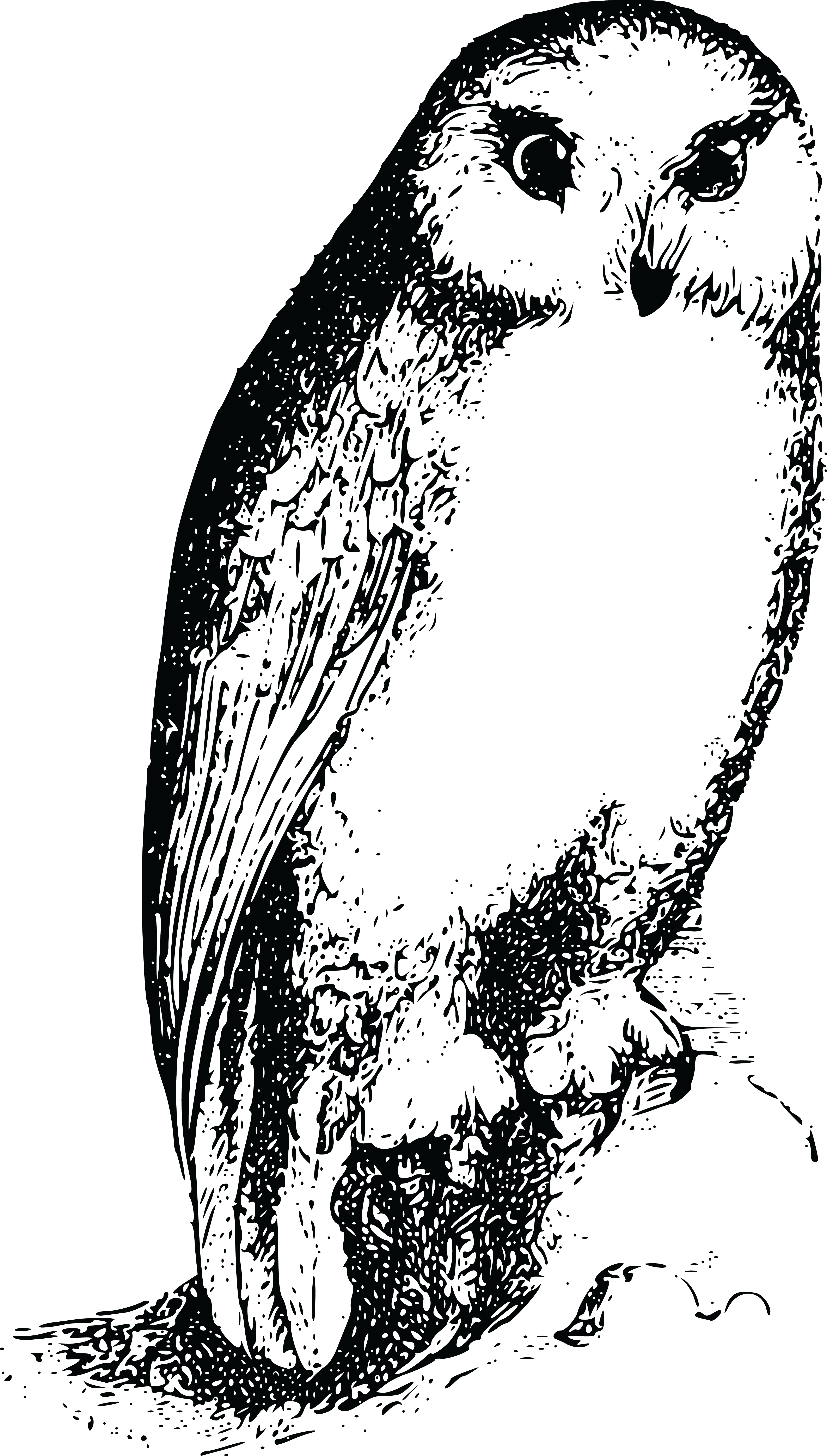 Free Clipart Of A Resting Owl - Bird (4000x7043), Png Download