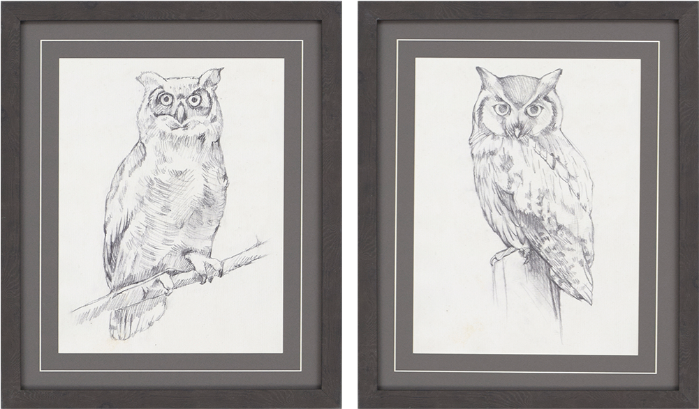View Larger Image - Giclee Print: Owl Portrait Ii By Jennifer Goldberger (1000x1000), Png Download