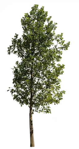 Liriodendron Tulipifera Iii - Magazine (255x479), Png Download