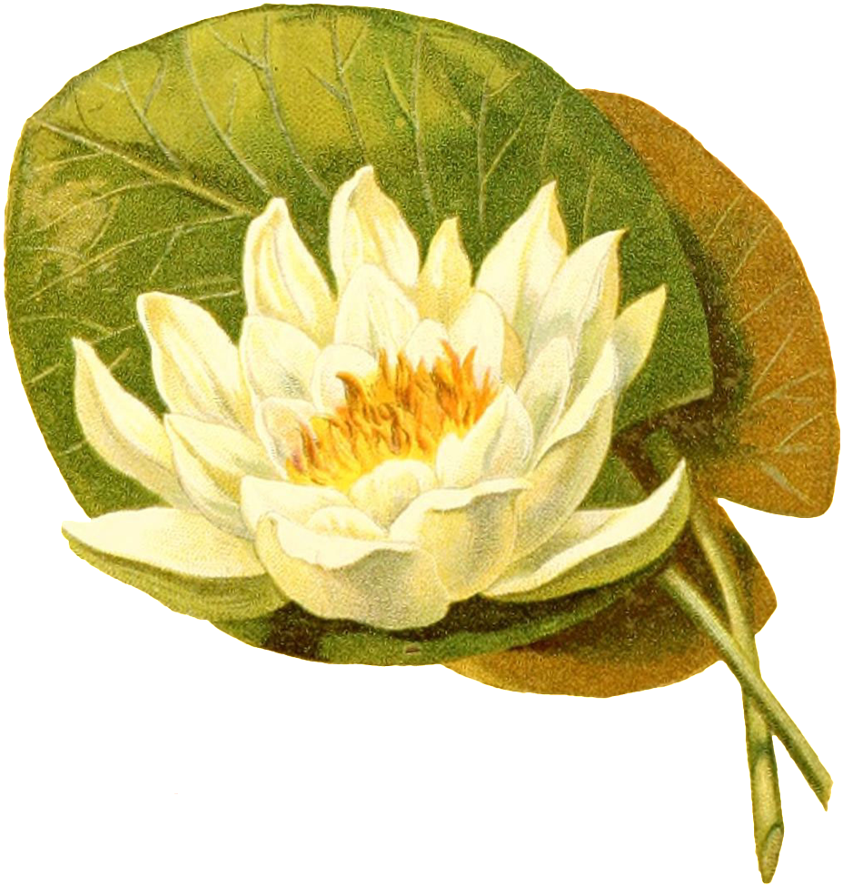 Hand Painted Green Leaves Against White Lotus Transparent - Medicinal Plants (1024x1052), Png Download