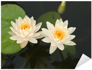 Pond (400x400), Png Download