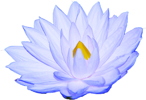 White Lotus Oil Is Used To Prepare For A Meditative - Sacred Lotus (480x353), Png Download