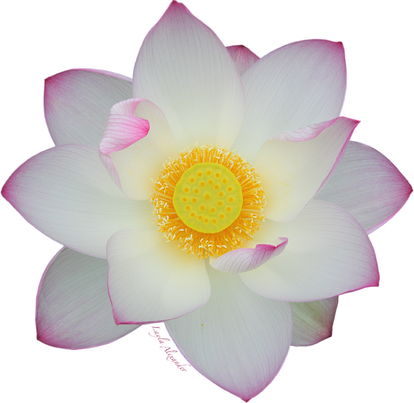 Bleed Area May Not Be Visible - No Background Lotus (600x585), Png Download