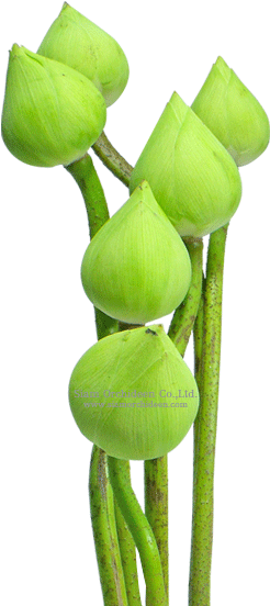 Lotus Flower White - Aquatic Plant (388x582), Png Download