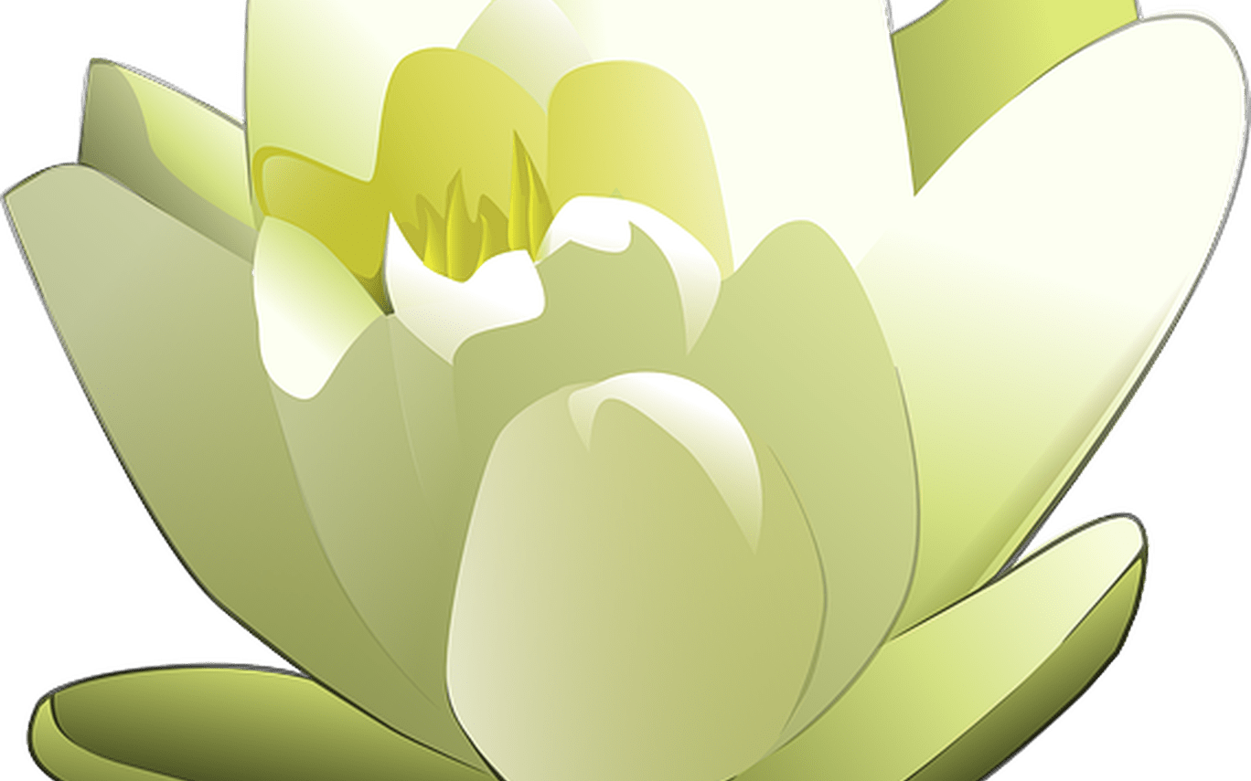 Lily White Lotus Free Vector Graphic On Pixabay - Lily Pad Flower Png (1368x855), Png Download