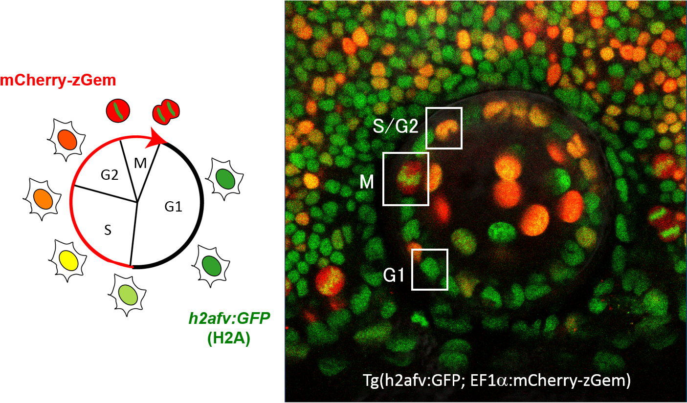 Green Fluorescent Protein (1434x853), Png Download