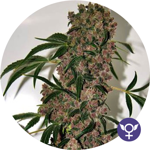 Girl Scout Cookies Xtrm Feminised Seeds - Blimburn Seeds Girl Scout Cookies (600x600), Png Download