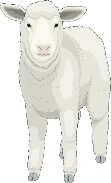Sheep (360x590), Png Download