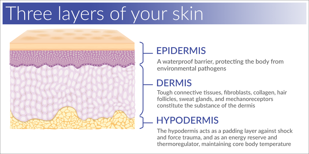 Glomerular filtration barrier. Layers of dermis. Three layers. Facial skin layers. Three layers.