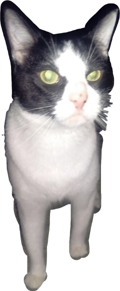 Batman Cat Freetoedit - Cat Yawns (240x578), Png Download