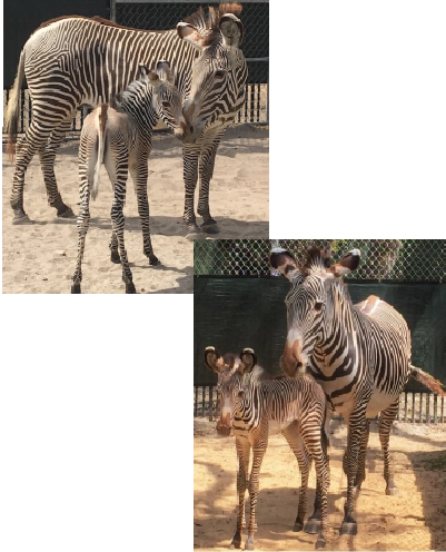 Tags Babies - Disney's Animal Kingdom (401x496), Png Download