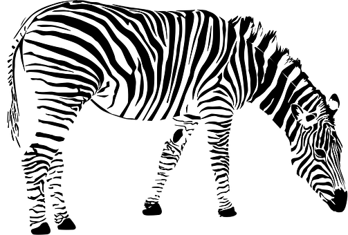 Zebra Africa Animal Black And White Zebra - Zebra Vector Png (503x340), Png Download