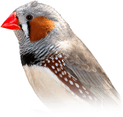 Zebra Finch - Finch Bird (410x449), Png Download