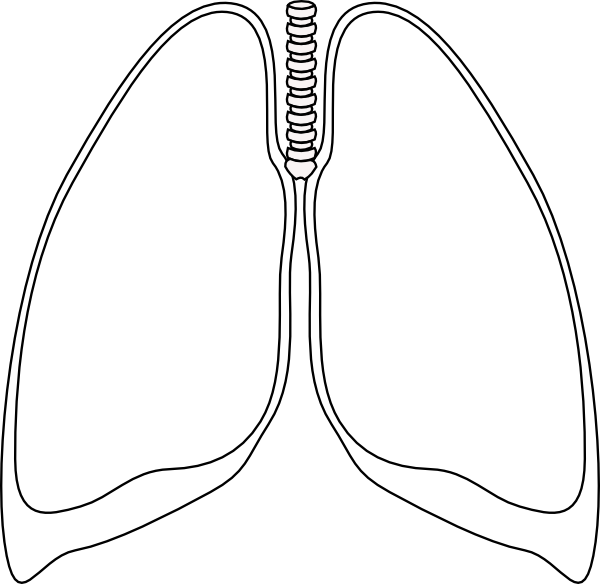 Lungs Clipart - Lungs Clipart Black And White (600x584), Png Download