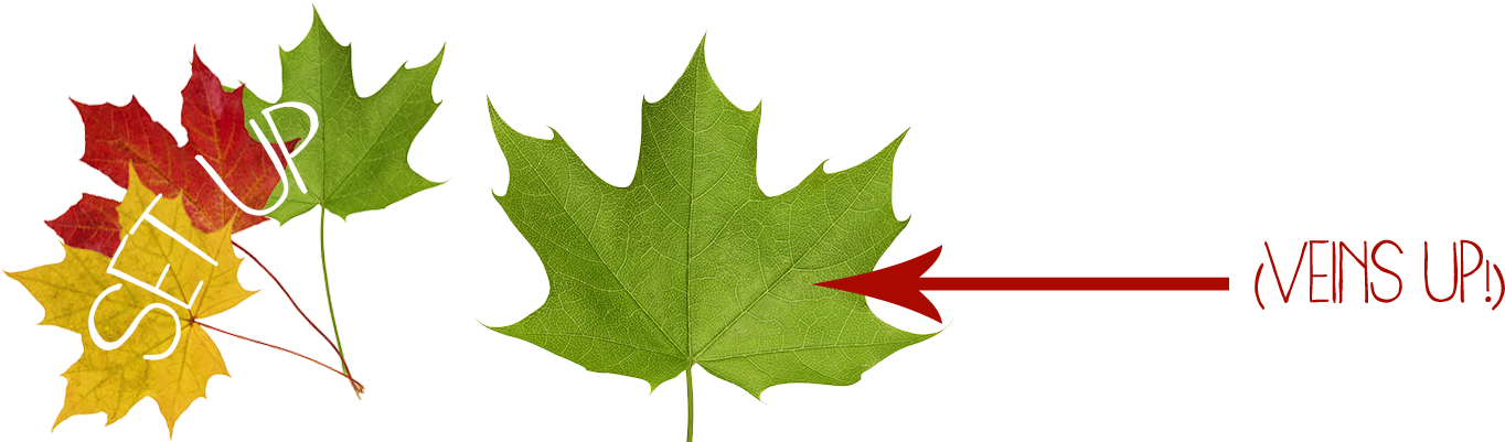 Head Outside And Start Gathering Your Leaves - Maple Leaf (1920x400), Png Download