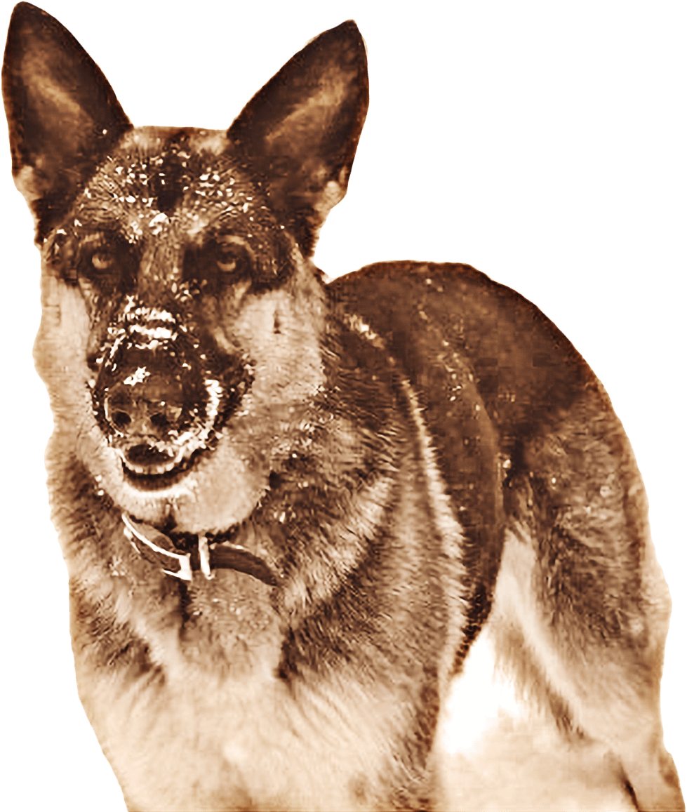 Our Story - Totally Raw Pet Food (979x1157), Png Download