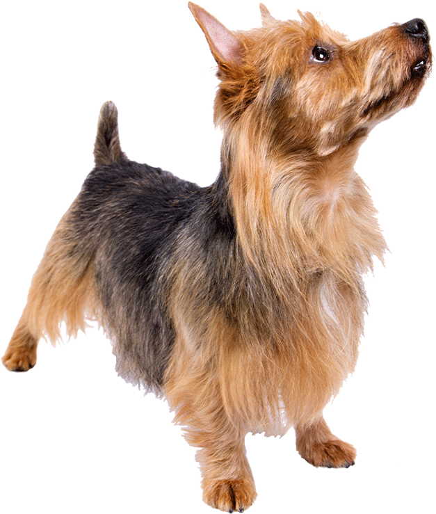 Coffee The Dog By Mona Chung-chao - Haustierbild Für Geburtstagsgrußkarte Karte (1170x780), Png Download